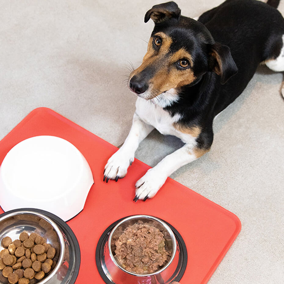 Feeding dogs bread sale